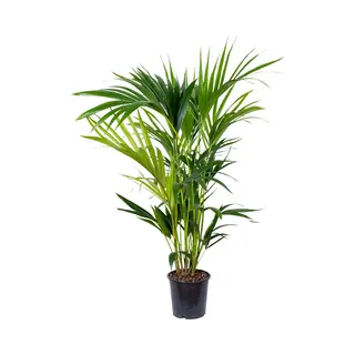 Bloomique - Howea Forsteriana - Kentia Palm - Kamerplanten - Luchtzuiverend - Diervriendelijk - 80-100 Cm Hoog - Pot 19 Cm