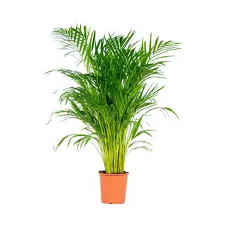 Dypsis Lutescens - Goudpalm - Areca - Palm - Kamerplanten - Luchtzuiverend - Diervriendelijk - 100-110 Cm Hoog - Pot 21 Cm