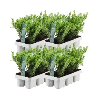 Plants By Frank - 24 Hulstplanten Winterhard | 24 XØ7 Cm - 15 Cm | Ilex Crenata Jenny | Haagplanten | Buxus Vervanger | Tuinplanten | Planten