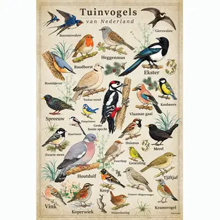 Vintage Poster Tuinvogels - 43 X 61 Cm - Kleurmedia® Retro Botanische Collectie 2026 - Posters Met Nederlandse Benamingen