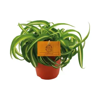 Sierplantenshop Chlorophytum Bonnie - Prachtige Spinnenplant -20cm -Ø12 Groene Kamerplant